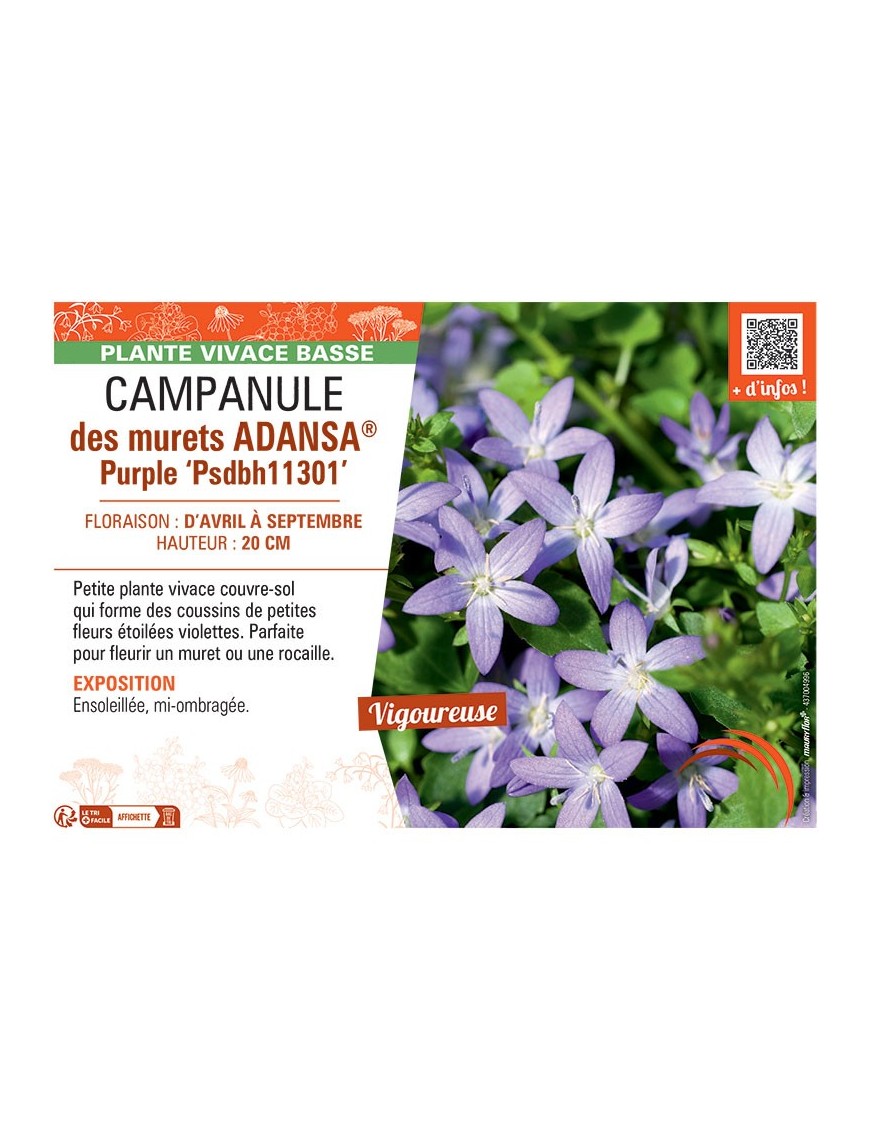 CAMPANULE DES MURAILLES ADANSA® PURPLE