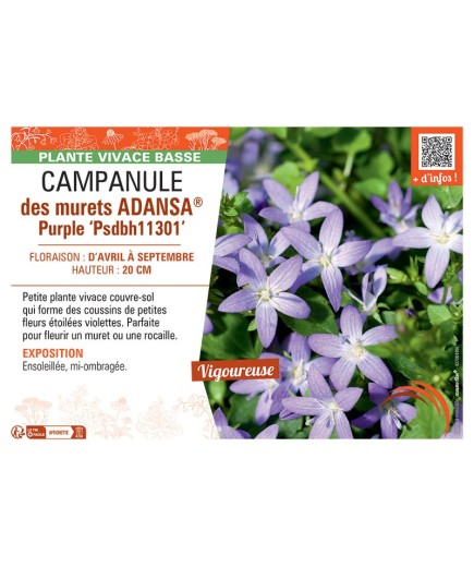 CAMPANULE DES MURAILLES ADANSA® PURPLE