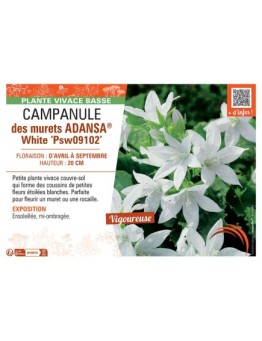 CAMPANULE DES MURAILLES ADANSA® WHITE