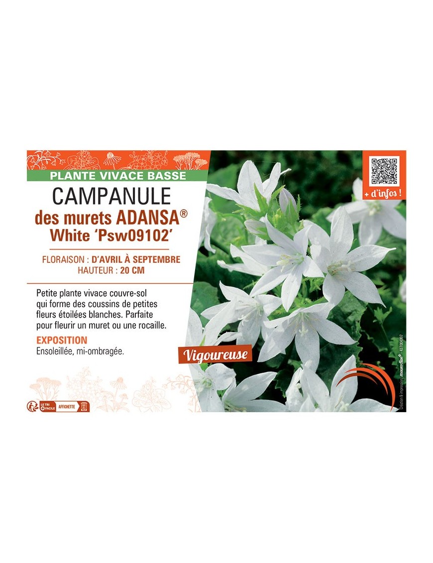 CAMPANULE DES MURAILLES ADANSA® WHITE