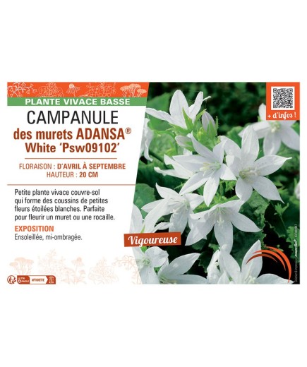CAMPANULE DES MURAILLES ADANSA® WHITE