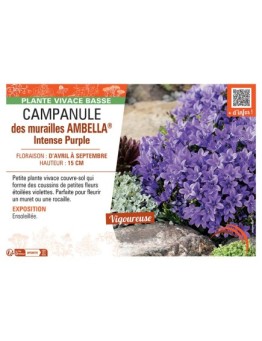 CAMPANULE DES MURAILLES AMBELLA® INTENSE PURPLE