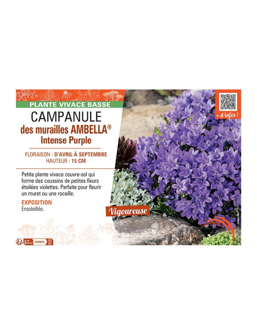 CAMPANULE DES MURAILLES AMBELLA® INTENSE PURPLE