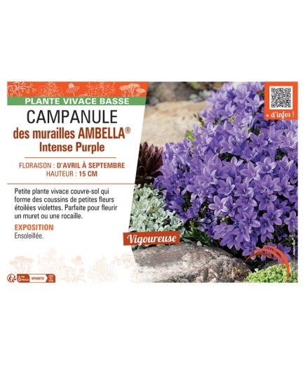 CAMPANULE DES MURAILLES AMBELLA® INTENSE PURPLE