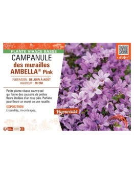 CAMPANULE DES MURAILLES AMBELLA® PINK