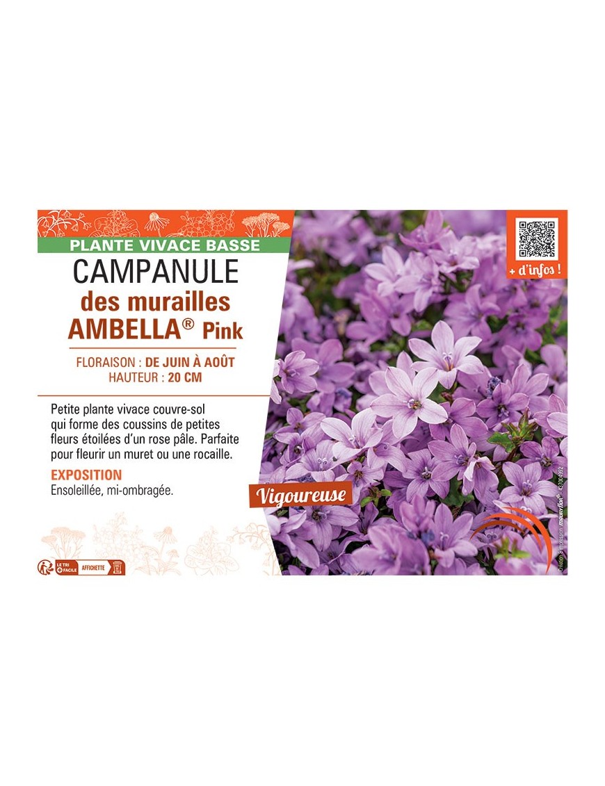 CAMPANULE DES MURAILLES AMBELLA® PINK