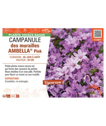CAMPANULE DES MURAILLES AMBELLA® PINK