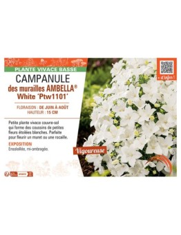 CAMPANULE DES MURAILLES AMBELLA® WHITE PTW1101