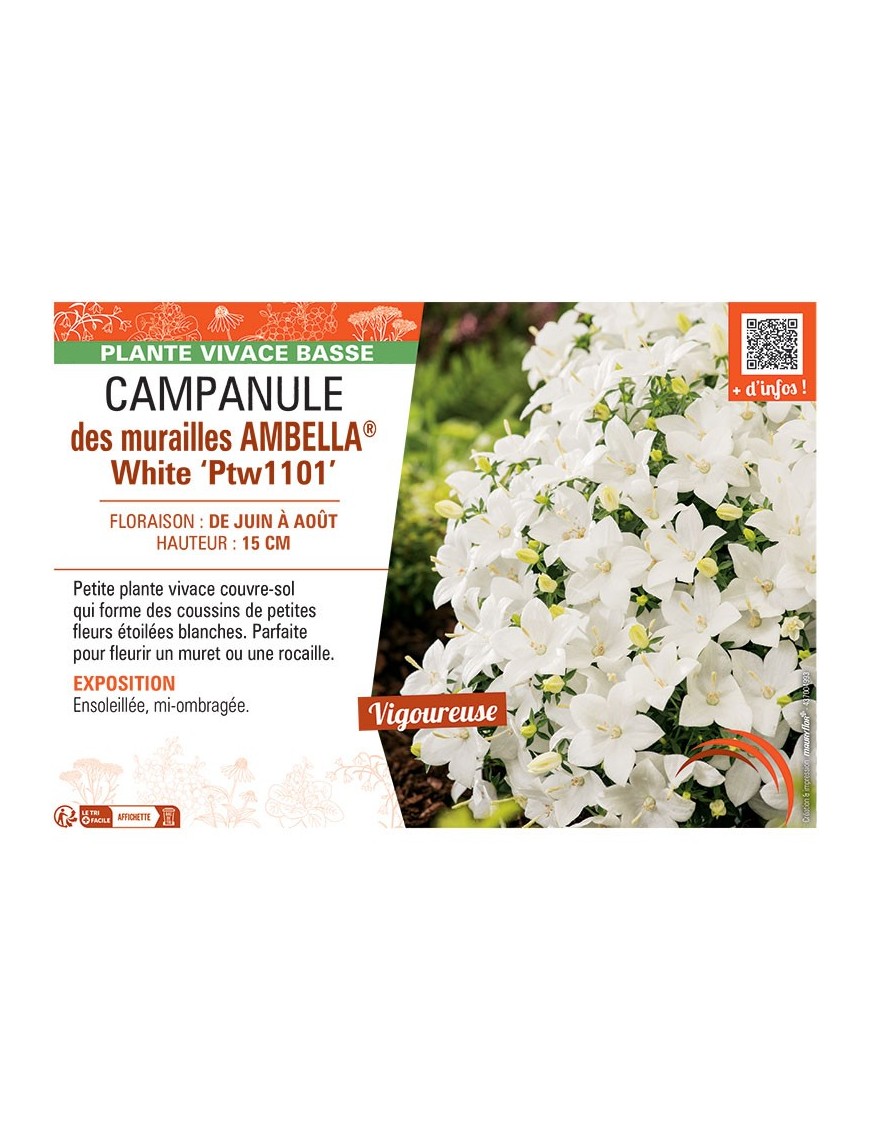 CAMPANULE DES MURAILLES AMBELLA® WHITE PTW1101