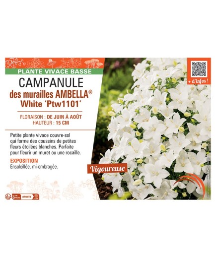 CAMPANULE DES MURAILLES AMBELLA® WHITE PTW1101