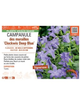 CAMPANULE DES MURAILLES CLOCKWIS DEEP BLUE