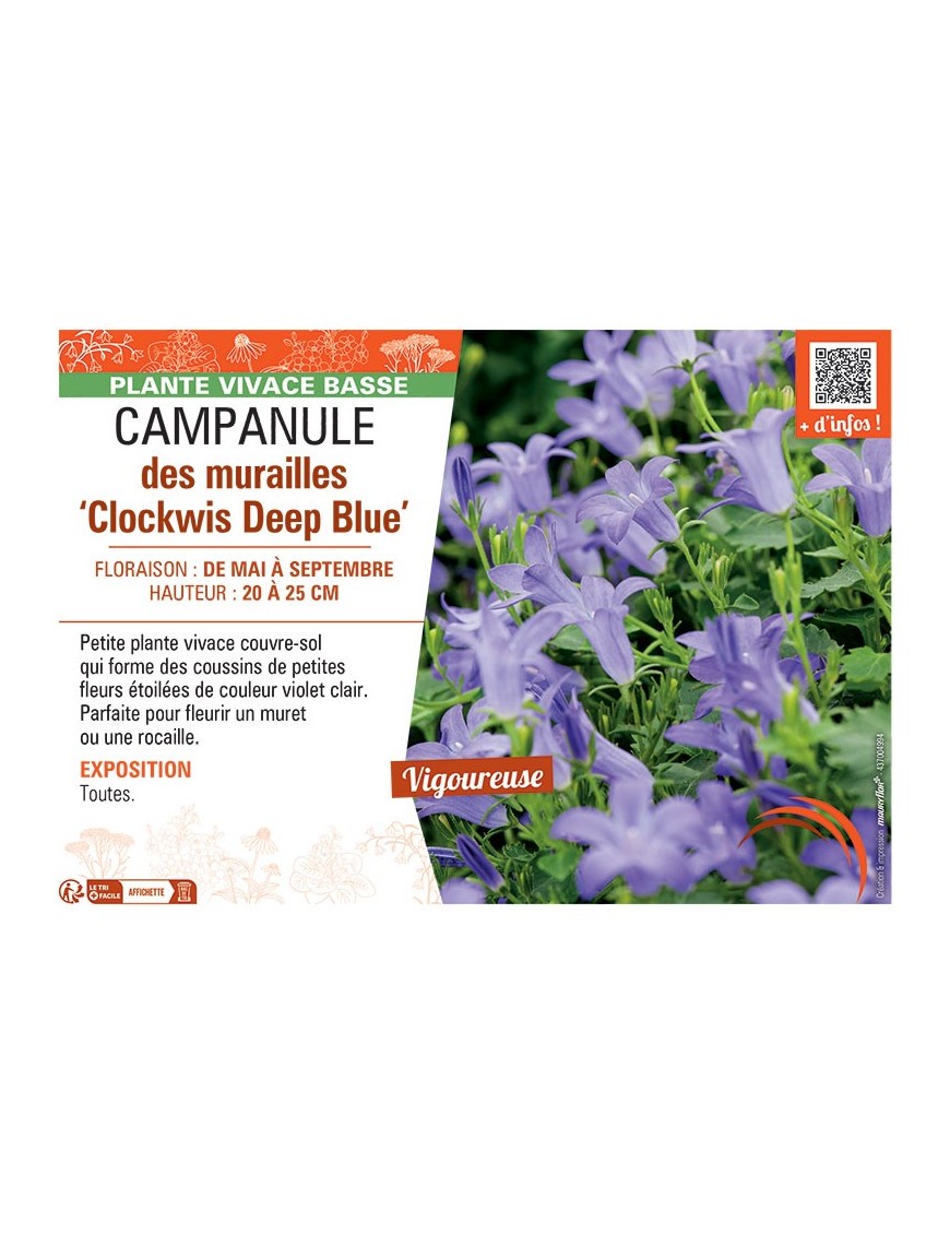 CAMPANULE DES MURAILLES CLOCKWIS DEEP BLUE