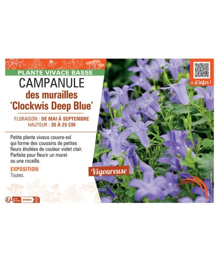 CAMPANULE DES MURAILLES CLOCKWIS DEEP BLUE