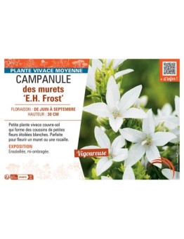 CAMPANULE DES MURETS E.H. FROST