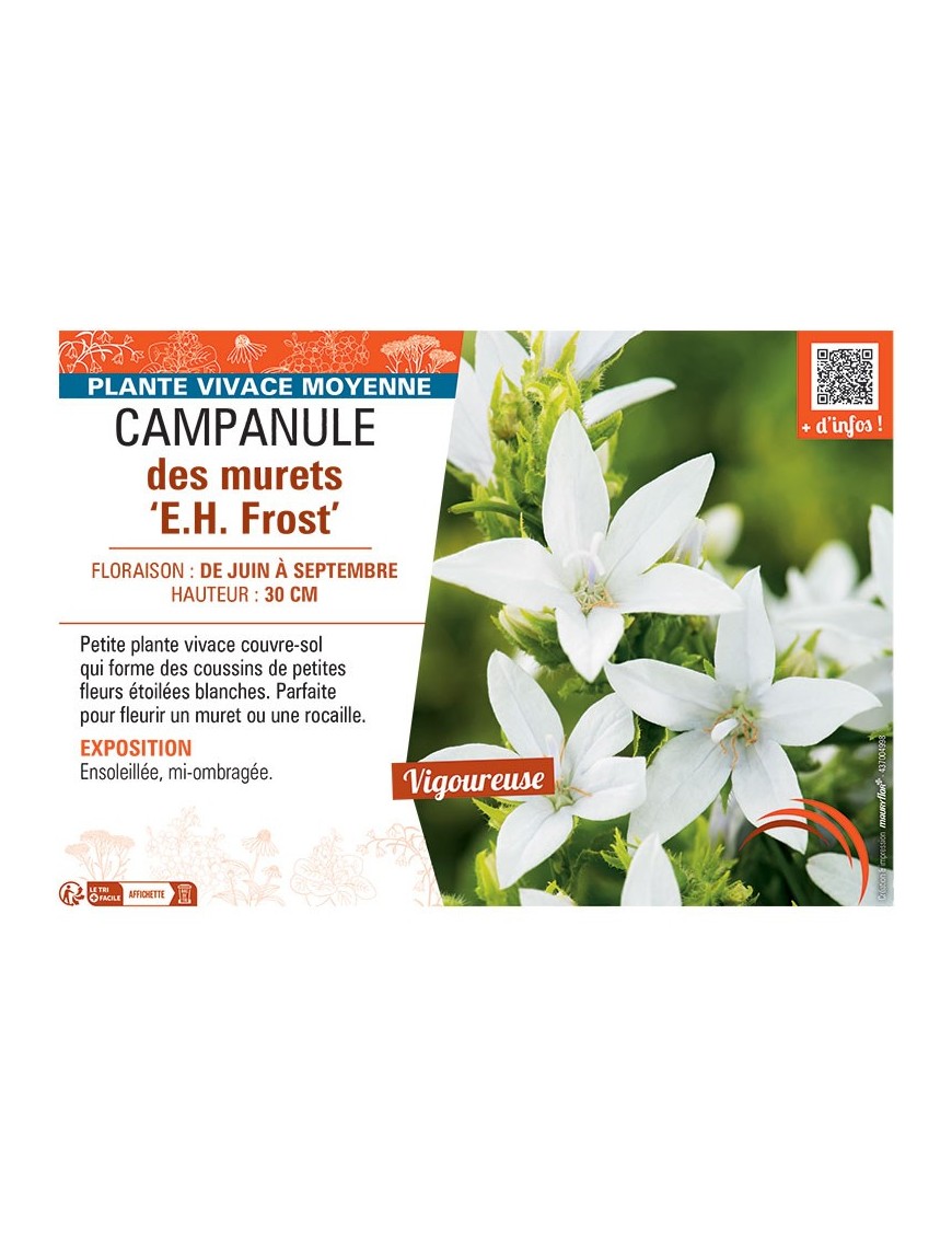 CAMPANULE DES MURETS E.H. FROST