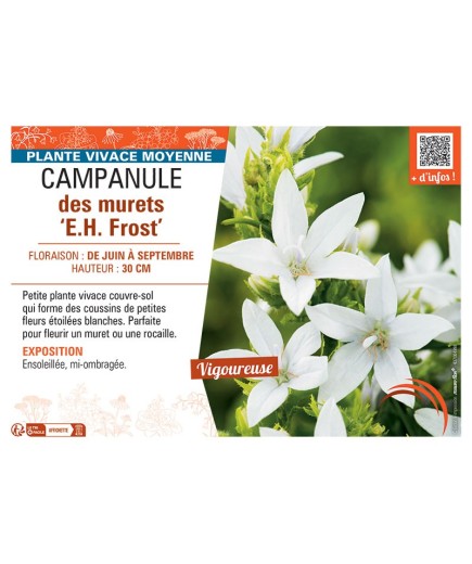 CAMPANULE DES MURETS E.H. FROST