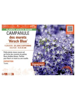 CAMPANULE DES MURETS HIRSCH BLUE