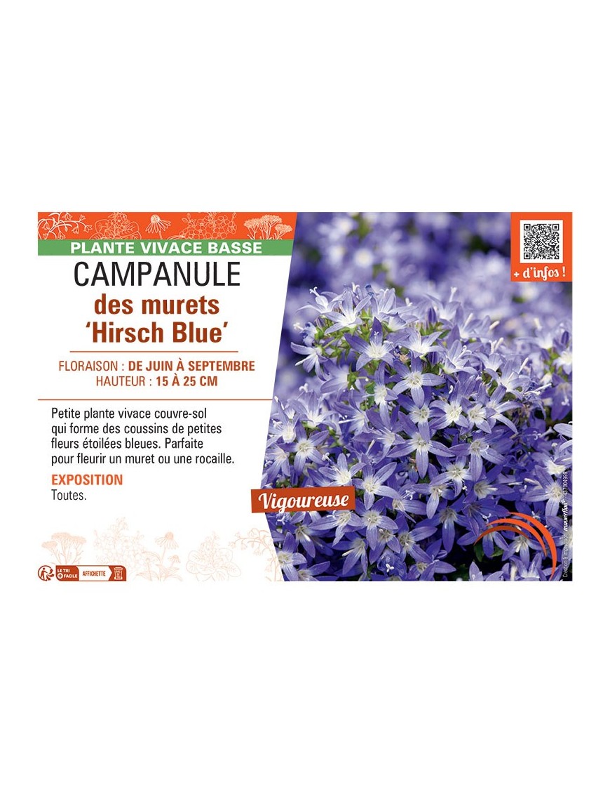 CAMPANULE DES MURETS HIRSCH BLUE