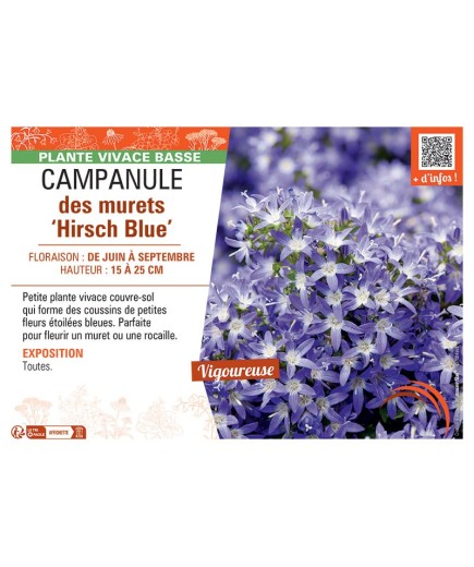 CAMPANULE DES MURETS HIRSCH BLUE
