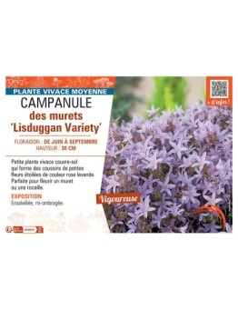 CAMPANULE DES MURETS LISDUGGAN VARIETY