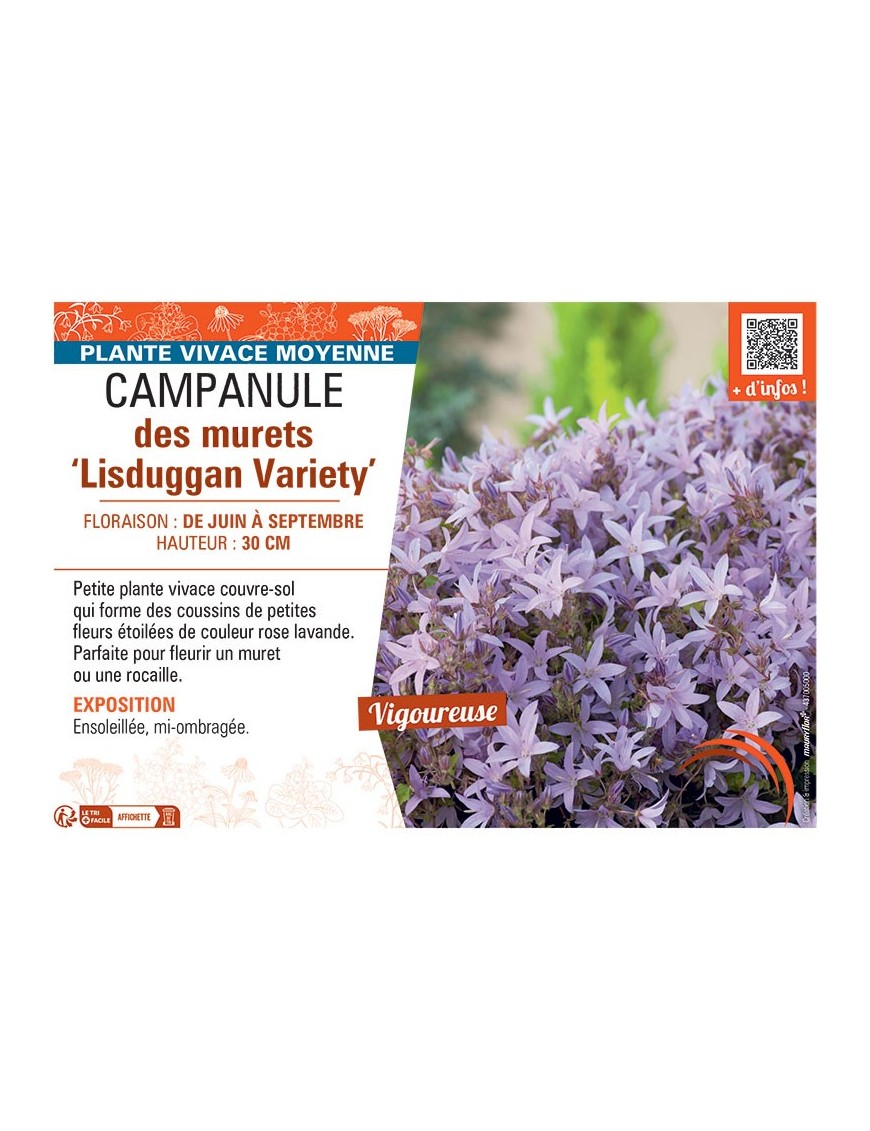 CAMPANULE DES MURETS LISDUGGAN VARIETY
