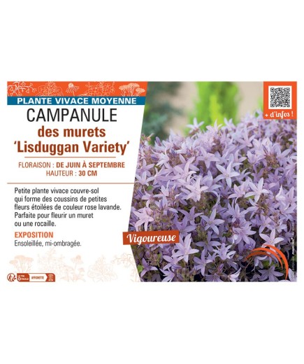 CAMPANULE DES MURETS LISDUGGAN VARIETY