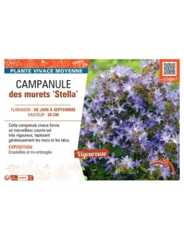 CAMPANULE DES MURETS STELLA