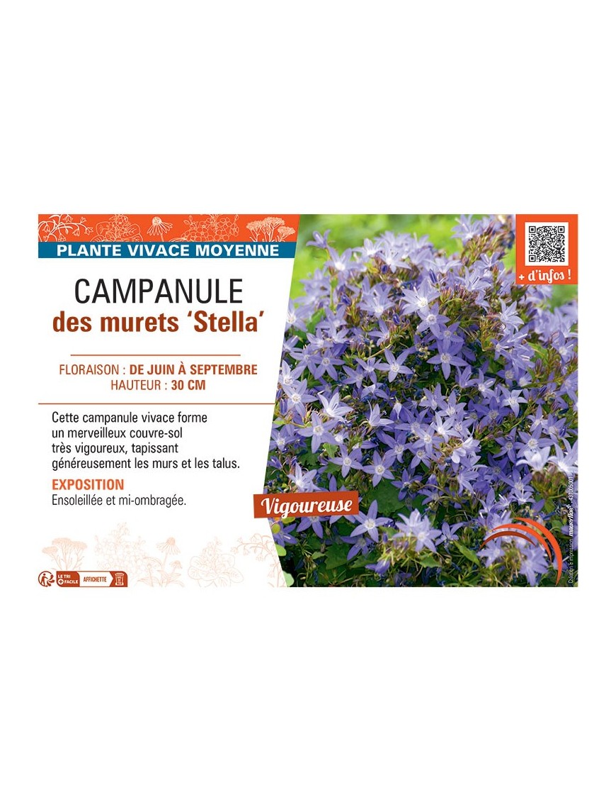 CAMPANULE DES MURETS STELLA