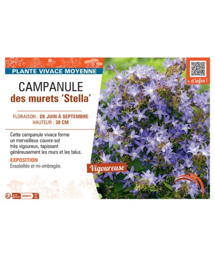 CAMPANULE DES MURETS STELLA