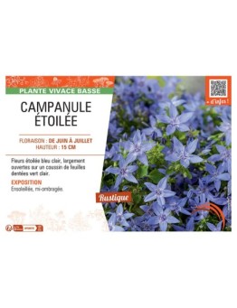 CAMPANULE ETOILEE (bleu clair)