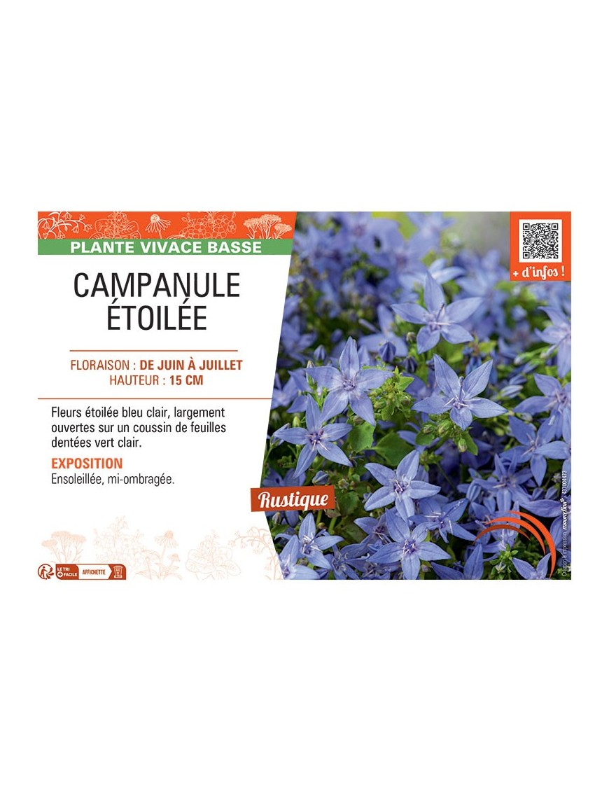 CAMPANULE ETOILEE (bleu clair)