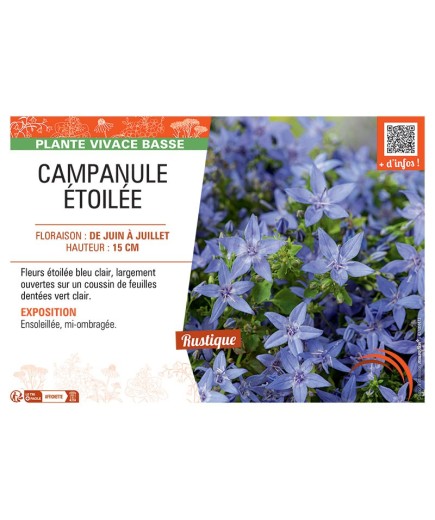 CAMPANULE ETOILEE (bleu clair)