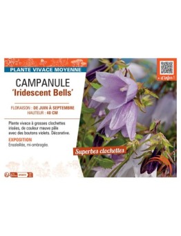 CAMPANULE IRIDESCENT BELLS
