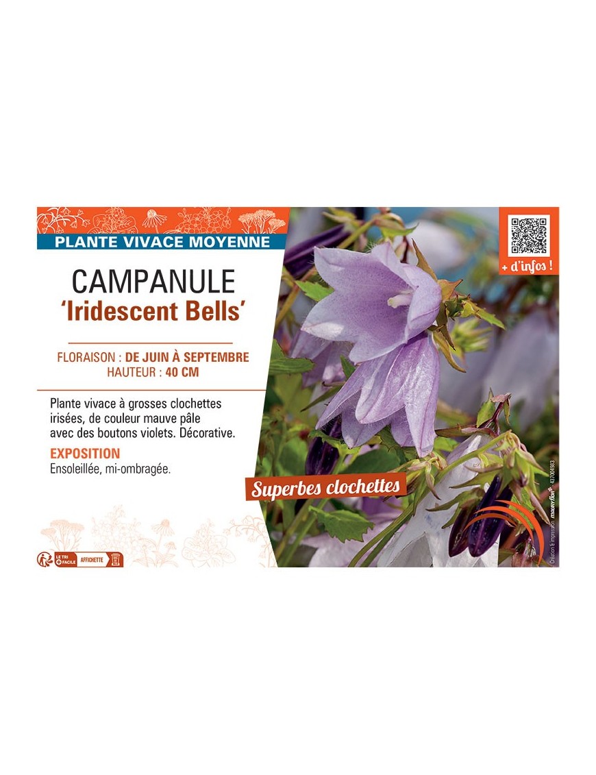 CAMPANULE IRIDESCENT BELLS