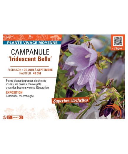 CAMPANULE IRIDESCENT BELLS