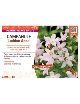 CAMPANULE LODDON ANNA