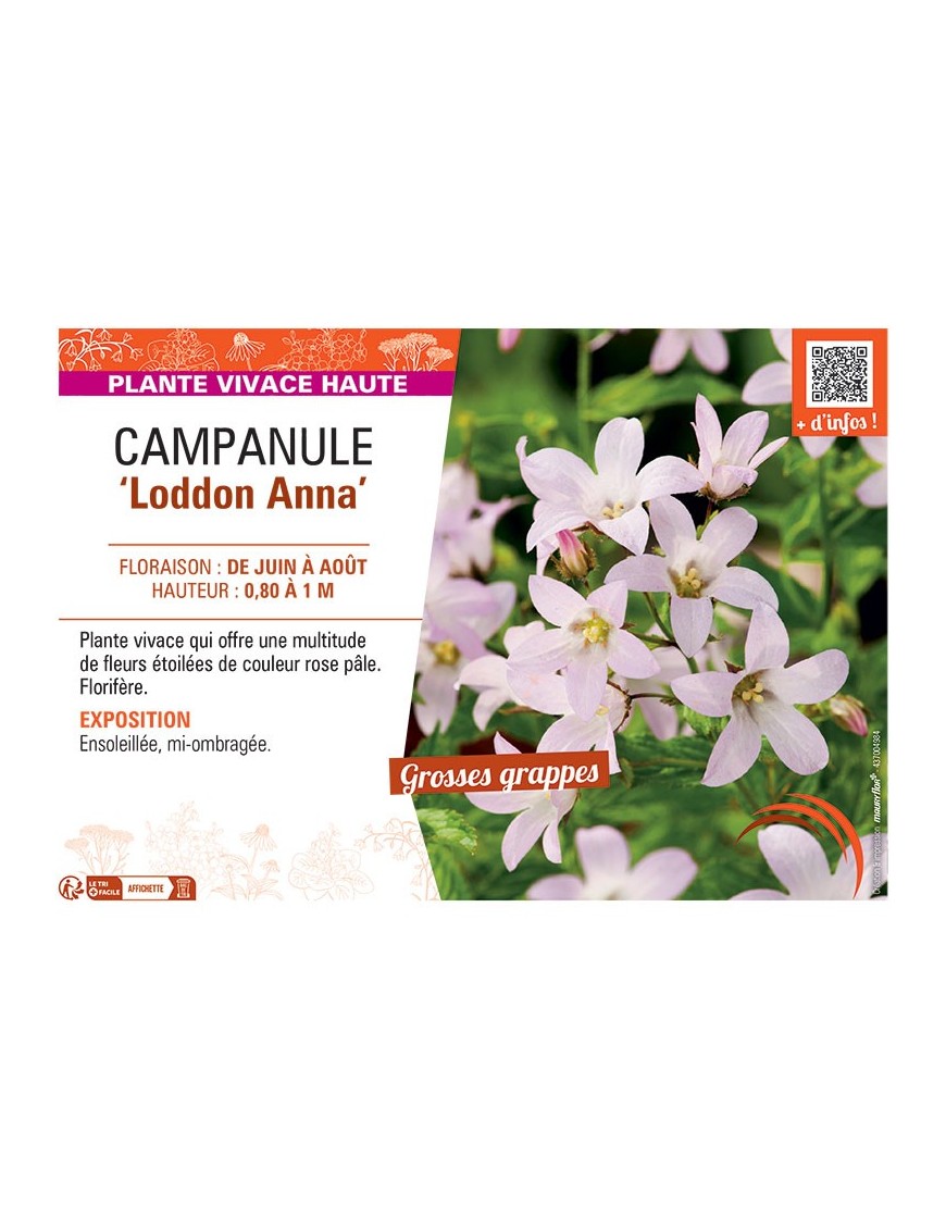 CAMPANULE LODDON ANNA