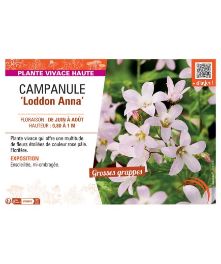 CAMPANULE LODDON ANNA