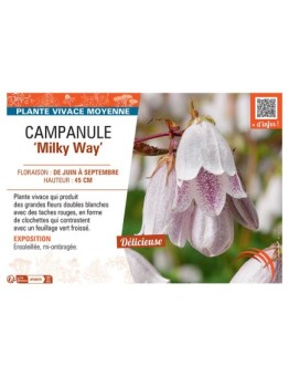 CAMPANULE MILKY WAY