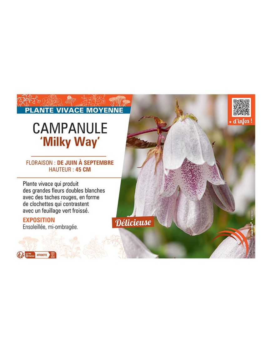 CAMPANULE MILKY WAY