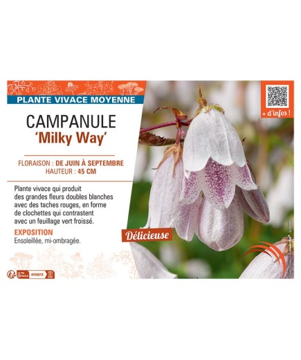 CAMPANULE MILKY WAY