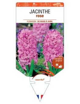 HYACINTHUS orientalis voir Jacinthe (rose)