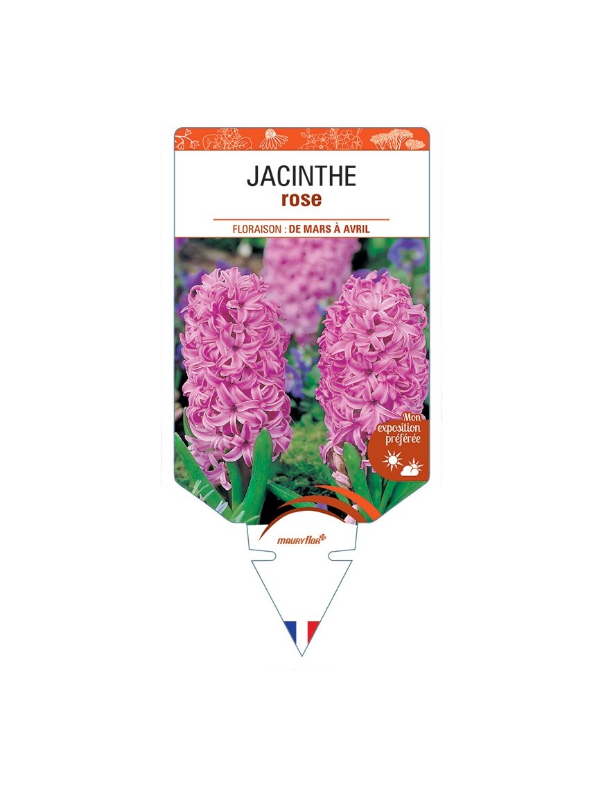 HYACINTHUS orientalis voir Jacinthe (rose)