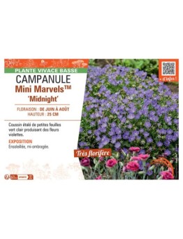 CAMPANULE MINI MARVELS™ MIDNIGHT