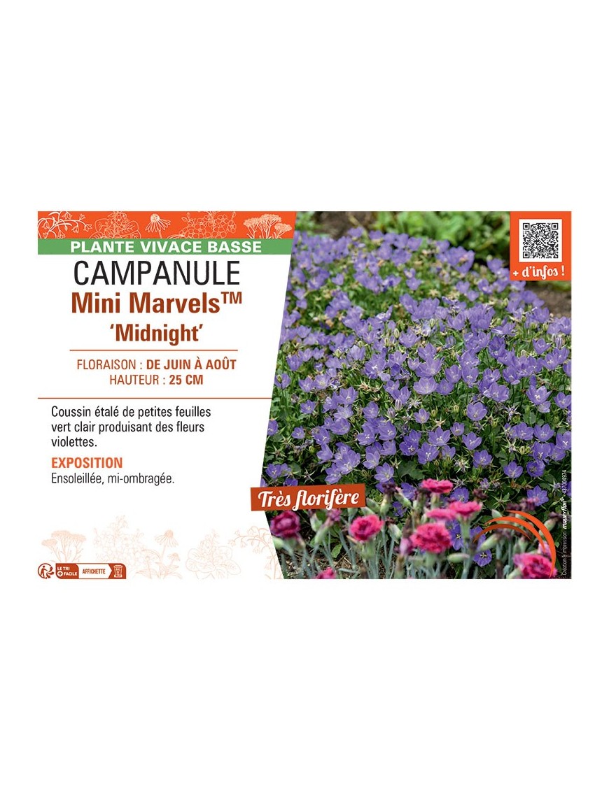 CAMPANULE MINI MARVELS™ MIDNIGHT