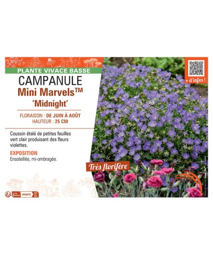 CAMPANULE MINI MARVELS™ MIDNIGHT