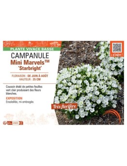 CAMPANULE MINI MARVELS™ STARBRIGHT