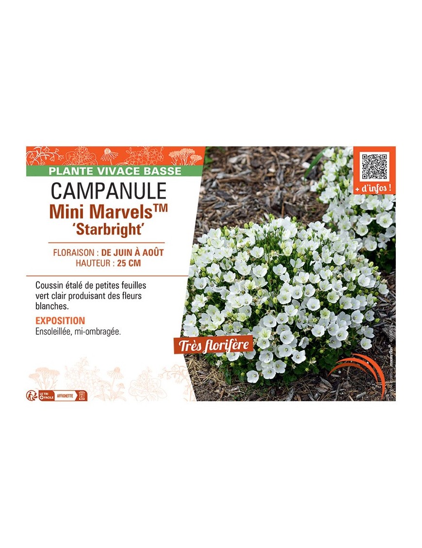 CAMPANULE MINI MARVELS™ STARBRIGHT