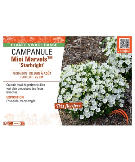 CAMPANULE MINI MARVELS™ STARBRIGHT