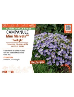 CAMPANULE MINI MARVELS™ TWILIGHT